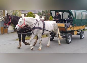 Zwaar warmbloed, Merrie, 5 Jaar, 165 cm, Schimmel