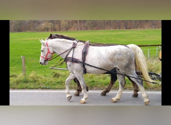 Zwaar warmbloed, Merrie, 5 Jaar, 165 cm, Schimmel