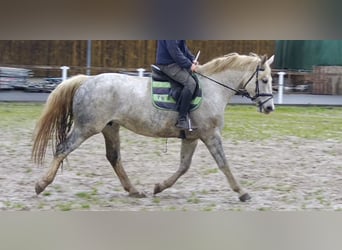 Zwaar warmbloed, Merrie, 5 Jaar, 165 cm, Schimmel