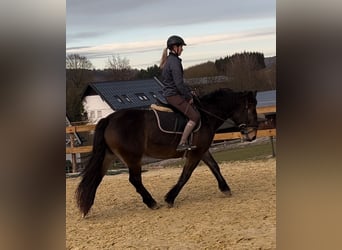 Zwaar warmbloed, Merrie, 6 Jaar, 157 cm, Donkerbruin