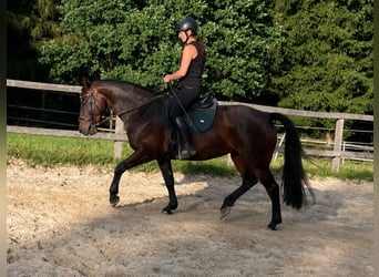Zwaar warmbloed, Merrie, 6 Jaar, 160 cm, Donkerbruin