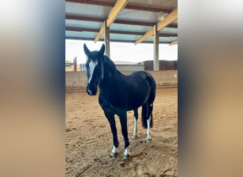 Zwaar warmbloed, Merrie, 6 Jaar, 161 cm, Rabicano
