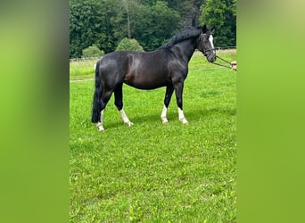 Zwaar warmbloed, Merrie, 6 Jaar, 161 cm, Rabicano