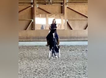 Zwaar warmbloed, Merrie, 6 Jaar, 161 cm, Rabicano