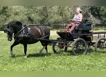 Zwaar warmbloed, Merrie, 6 Jaar, 161 cm, Rabicano