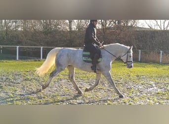 Zwaar warmbloed, Merrie, 6 Jaar, 165 cm, Schimmel