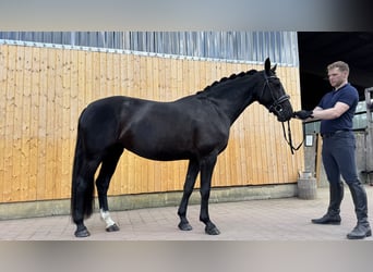 Zwaar warmbloed, Merrie, 6 Jaar, 165 cm, Zwartbruin