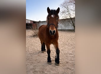 Zwaar warmbloed, Merrie, 8 Jaar, 167 cm, Bruin