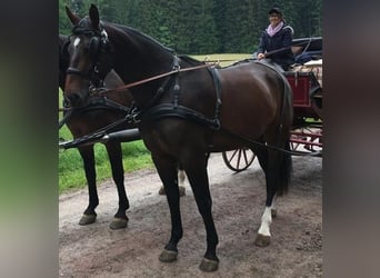 Zwaar warmbloed, Merrie, 8 Jaar, 168 cm, Bruin