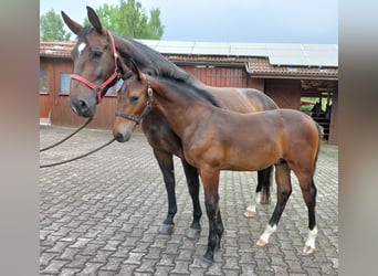 Zwaar warmbloed, Merrie, 8 Jaar, 168 cm, Bruin
