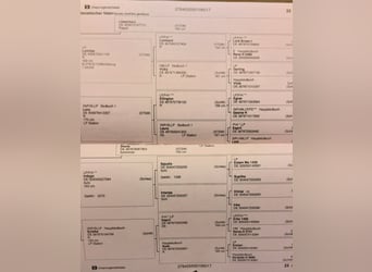 Zwaar warmbloed, Merrie, 8 Jaar, 168 cm, Bruin