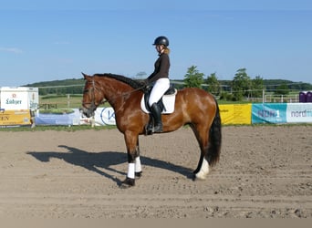Zwaar warmbloed, Merrie, 8 Jaar, 169 cm, Bruin