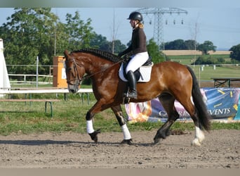 Zwaar warmbloed, Merrie, 8 Jaar, 169 cm, Bruin