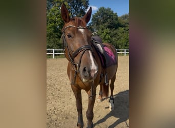 Zwaar warmbloed, Merrie, 9 Jaar, 155 cm, Vos