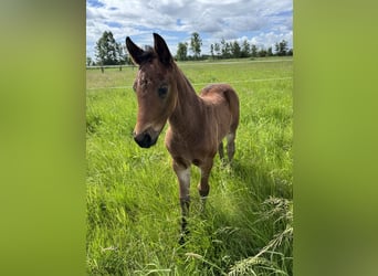 Zwaar warmbloed, Merrie, Veulen (05/2026), 162 cm, Donkerbruin