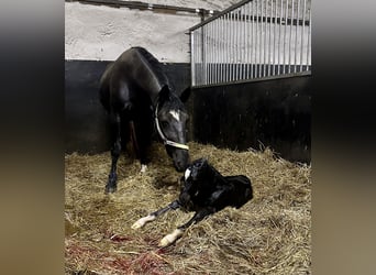 Zwaar warmbloed, Merrie, Veulen (05/2026), Bruin