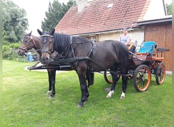 Zwaar warmbloed Mix, Ruin, 10 Jaar, 170 cm, Zwartbruin