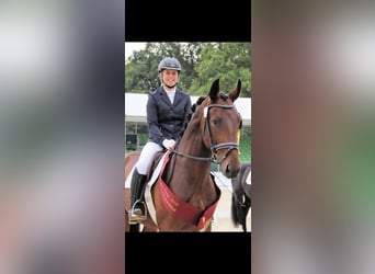 Zwaar warmbloed, Ruin, 10 Jaar, 172 cm, Bruin