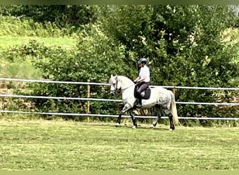 Zwaar warmbloed, Ruin, 11 Jaar, 163 cm, Appelschimmel