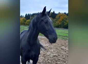 Zwaar warmbloed, Ruin, 16 Jaar, 165 cm, Zwart