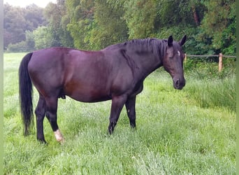 Zwaar warmbloed, Ruin, 16 Jaar, 165 cm, Zwart