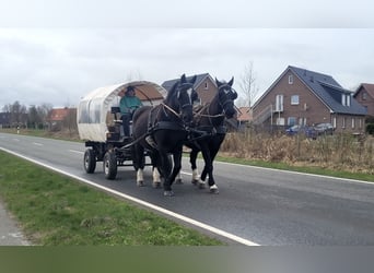 Zwaar warmbloed, Ruin, 17 Jaar, Zwart