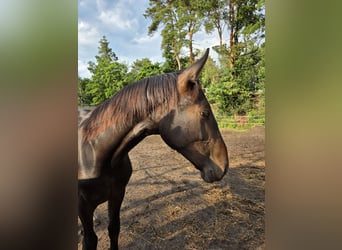 Zwaar warmbloed, Ruin, 1 Jaar, 168 cm, Donkerbruin