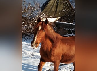Zwaar warmbloed, Ruin, 21 Jaar, 160 cm, Bruin