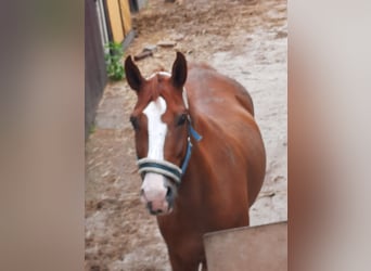 Zwaar warmbloed Mix, Ruin, 21 Jaar, 175 cm, Vos