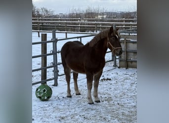 Zwaar warmbloed, Ruin, 2 Jaar, 155 cm