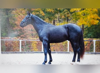 Zwaar warmbloed, Ruin, 2 Jaar, 163 cm, Zwart