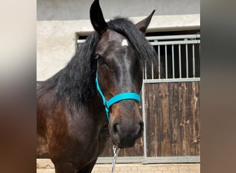 Zwaar warmbloed Mix, Ruin, 3 Jaar, 155 cm, Donkerbruin