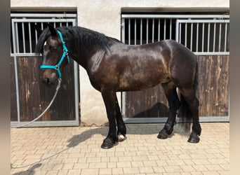 Zwaar warmbloed Mix, Ruin, 3 Jaar, 155 cm, Donkerbruin