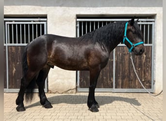 Zwaar warmbloed Mix, Ruin, 3 Jaar, 155 cm, Donkerbruin