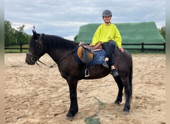 Zwaar warmbloed Mix, Ruin, 3 Jaar, 155 cm, Donkerbruin