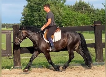 Zwaar warmbloed Mix, Ruin, 3 Jaar, 155 cm, Donkerbruin