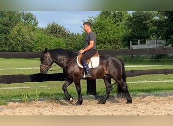 Zwaar warmbloed Mix, Ruin, 3 Jaar, 155 cm, Donkerbruin