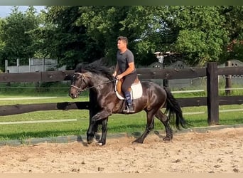 Zwaar warmbloed Mix, Ruin, 3 Jaar, 155 cm, Donkerbruin