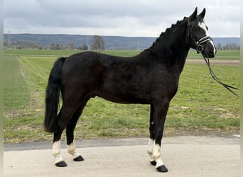 Zwaar warmbloed, Ruin, 3 Jaar, 158 cm, Zwart