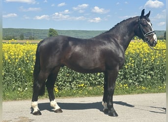 Zwaar warmbloed, Ruin, 3 Jaar, 160 cm, Donkerbruin