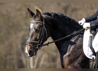 Zwaar warmbloed, Ruin, 3 Jaar, 160 cm, Donkerbruin