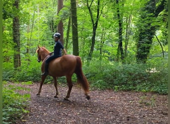 Zwaar warmbloed, Ruin, 3 Jaar, 162 cm, Vos