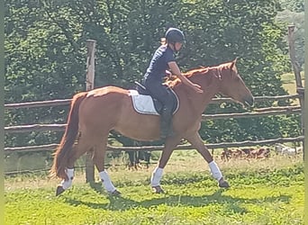 Zwaar warmbloed, Ruin, 3 Jaar, 162 cm, Vos