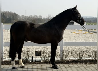 Zwaar warmbloed, Ruin, 3 Jaar, 162 cm, Zwart