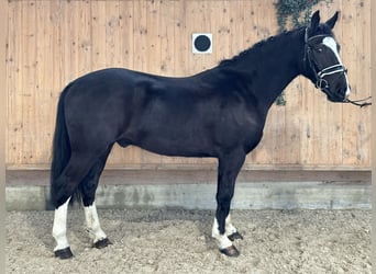 Zwaar warmbloed, Ruin, 3 Jaar, 162 cm, Zwart