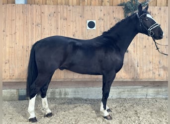 Zwaar warmbloed, Ruin, 3 Jaar, 162 cm, Zwart