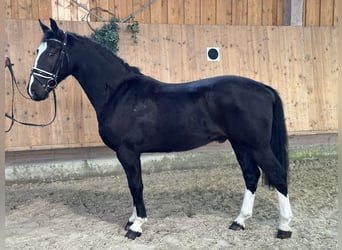 Zwaar warmbloed, Ruin, 3 Jaar, 162 cm, Zwart