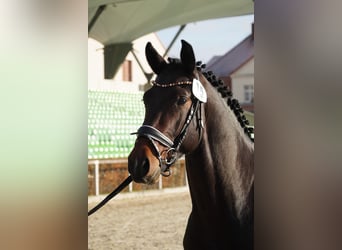 Zwaar warmbloed, Ruin, 3 Jaar, 163 cm, Donkerbruin