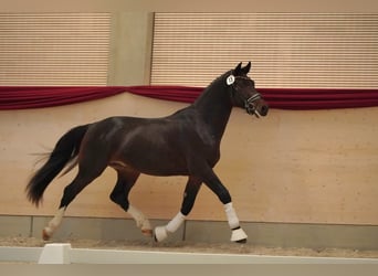 Zwaar warmbloed, Ruin, 3 Jaar, 163 cm, Donkerbruin