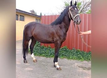 Zwaar warmbloed, Ruin, 3 Jaar, 163 cm, Zwart
